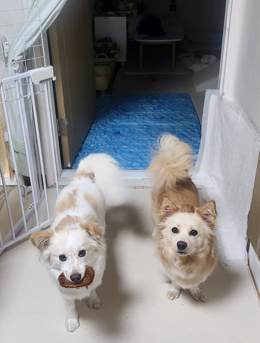 우리집 둘째 변천사,,, | 인스티즈