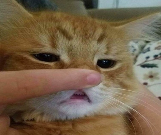 고양이 씹덕포인트 | 인스티즈