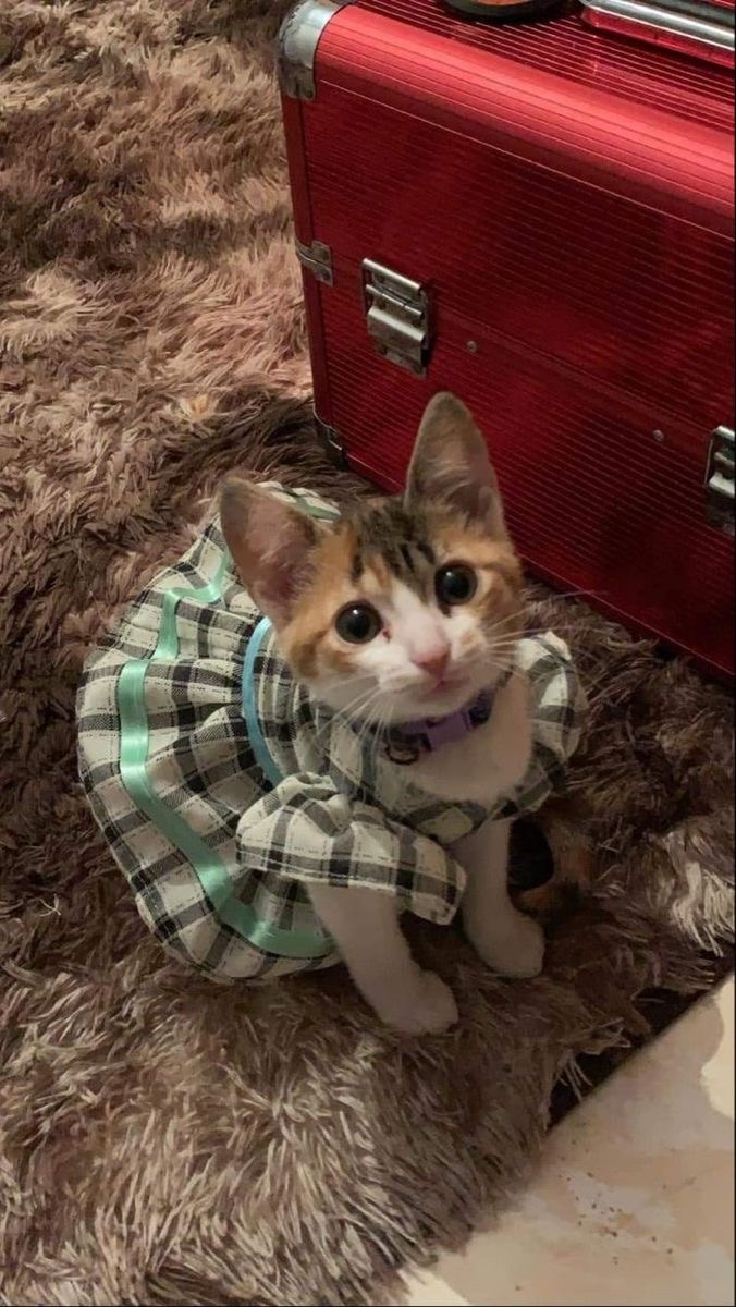 하 진짜 옷입은 고양이 | 인스티즈