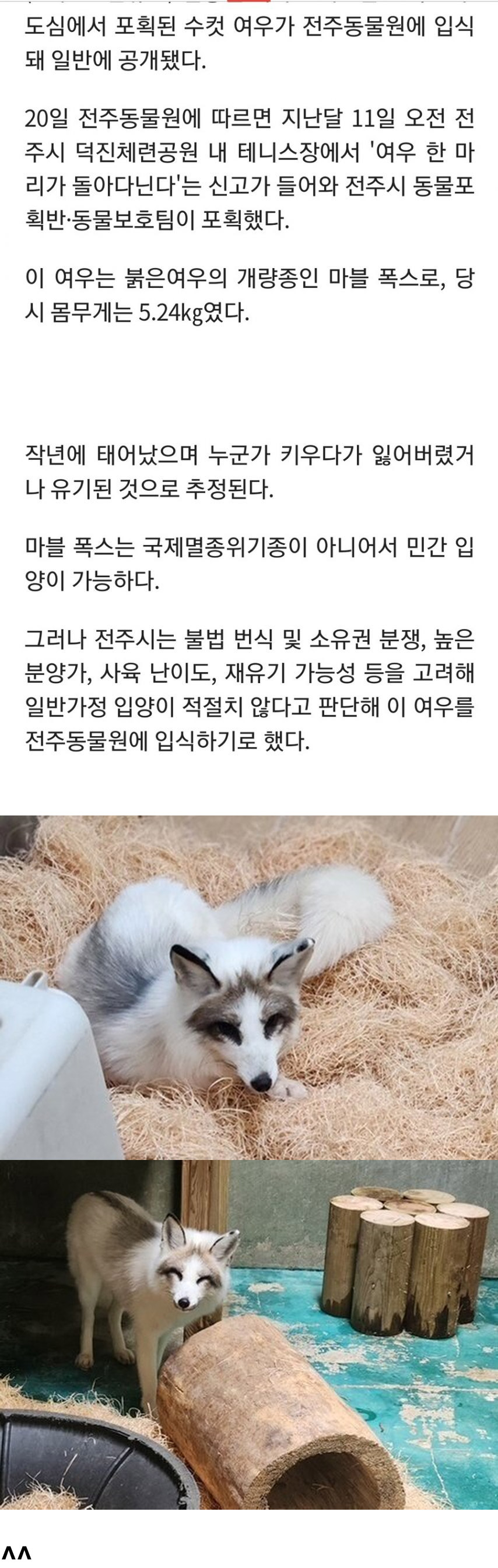 전주에서 포획된 여우 근황.jpg | 인스티즈