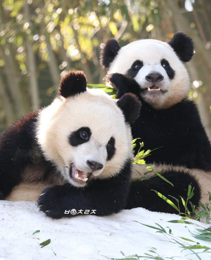 비슷한 시기 루이바오 후이바오 푸바오 몸무게🐼🐼🐼 | 인스티즈