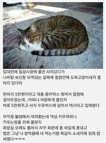 입대 전에 산 고양이 썰 | 인스티즈