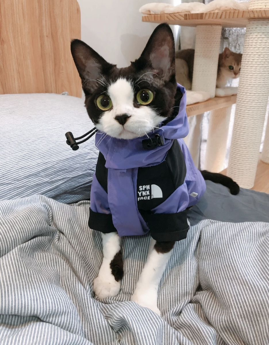 하 진짜 옷입은 고양이 | 인스티즈