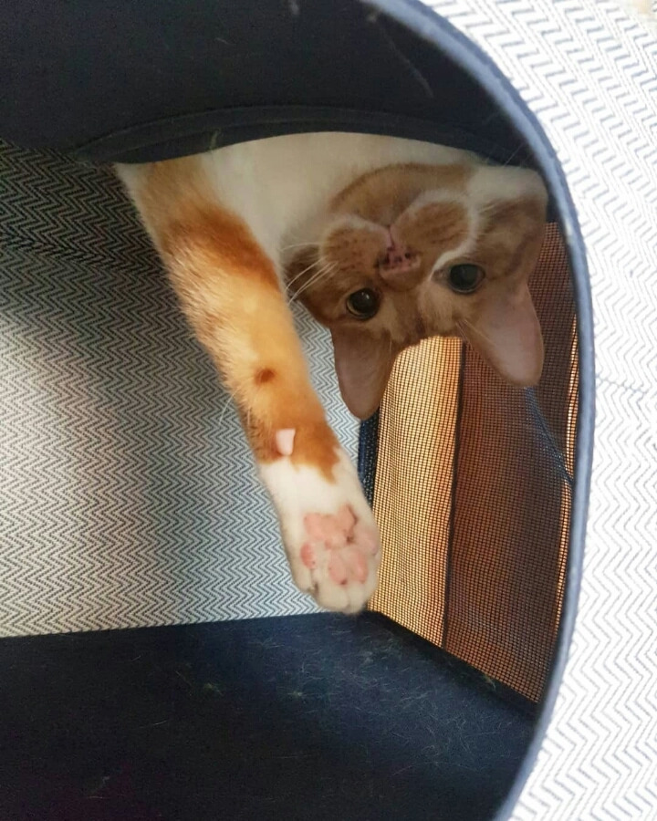 고양이 씹덕포인트 | 인스티즈