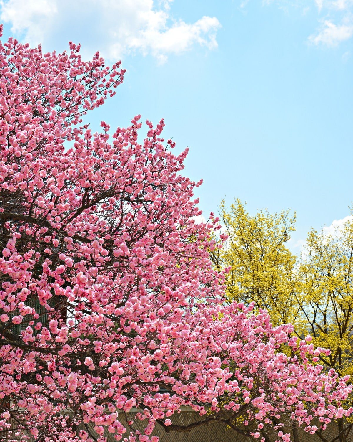 창덕궁 홍매화 | 인스티즈