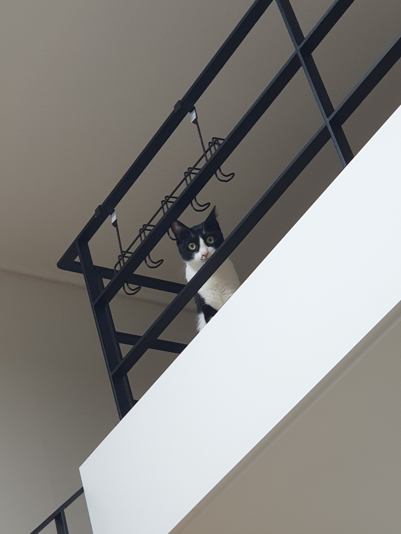 사람 살기 제일 별로라는 복층 오피스텔이 고양이들에게는 초대형 캣타워가 됨 | 인스티즈