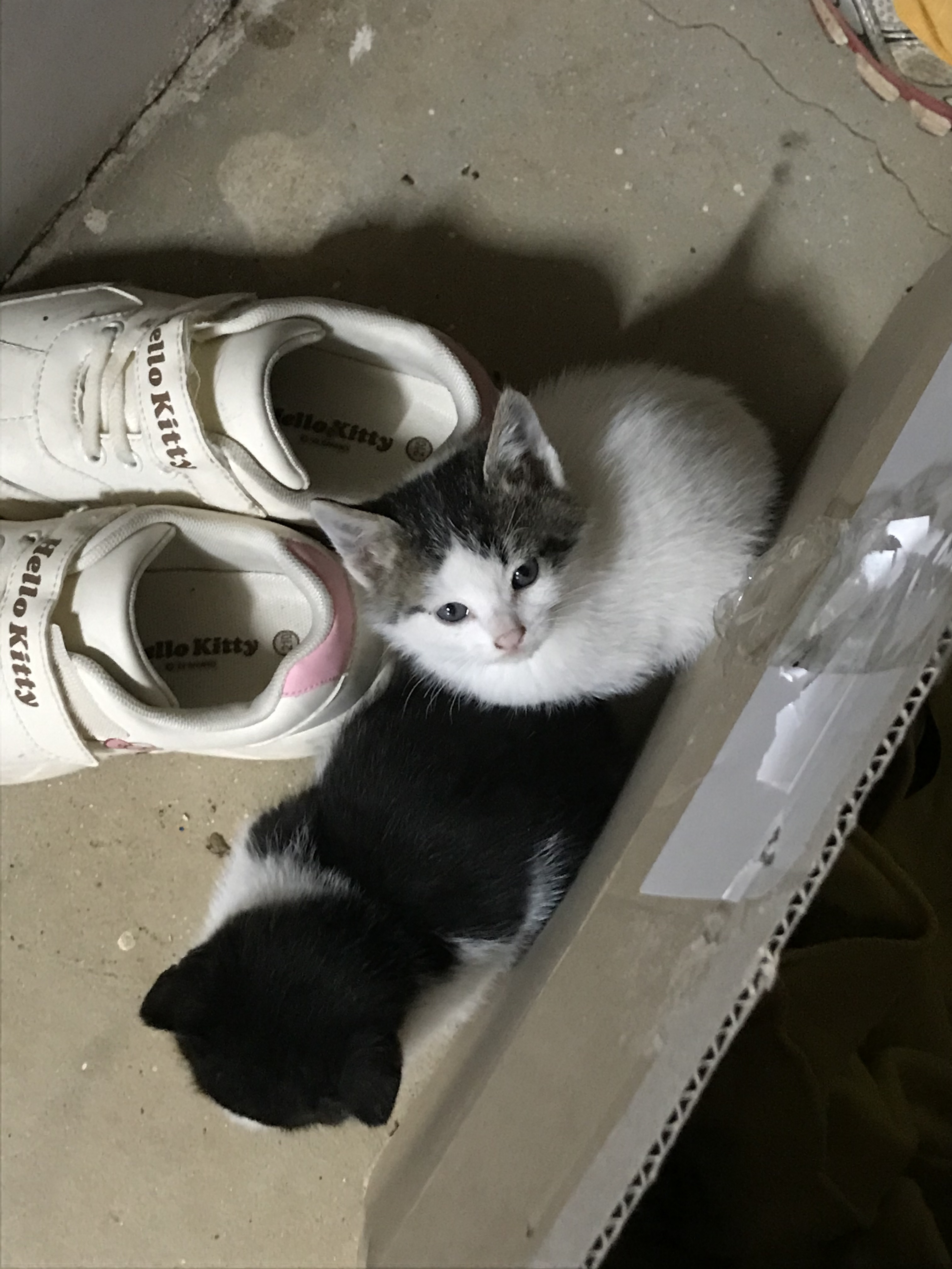 오늘 외갓집에 온 아기 고얭이들 좀 봐..너무 예쁘고 사랑스럽다 | 인스티즈