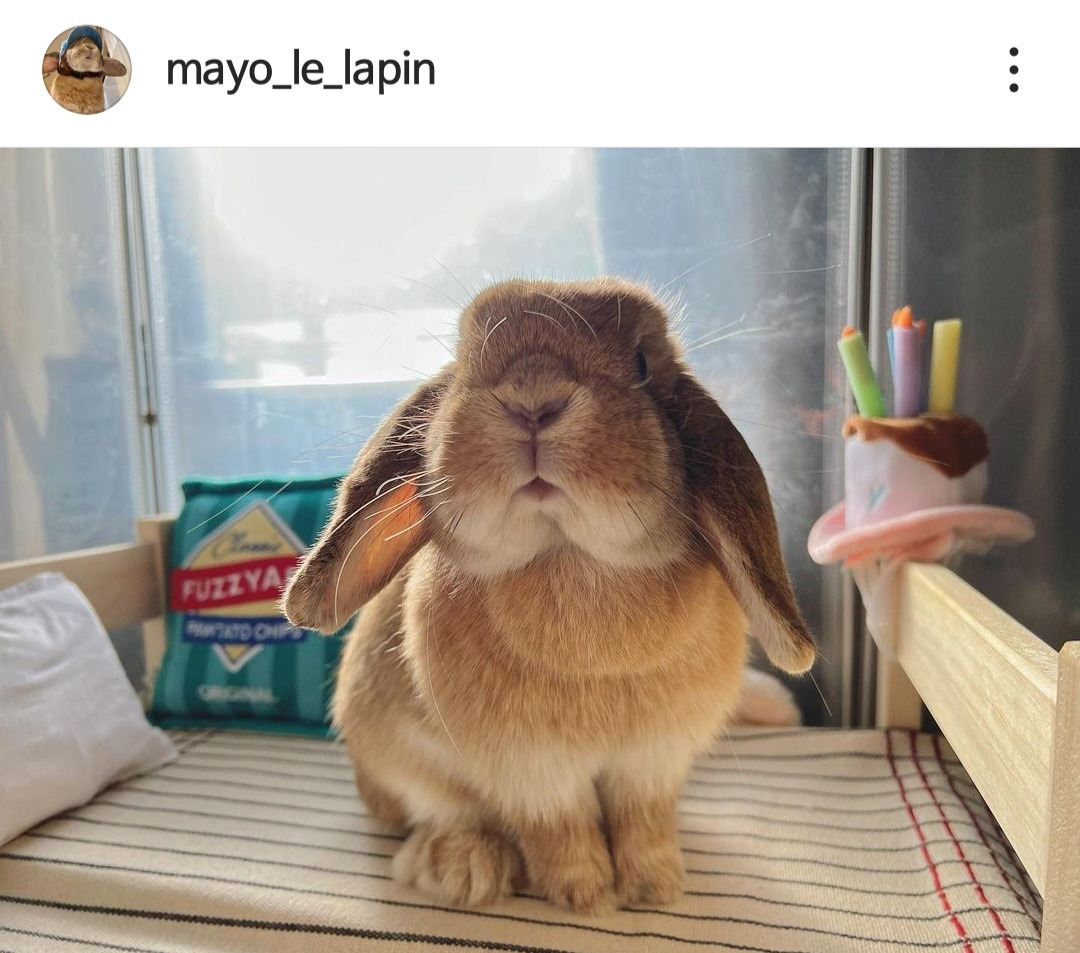 하연수가 키우는 토끼.jpg | 인스티즈