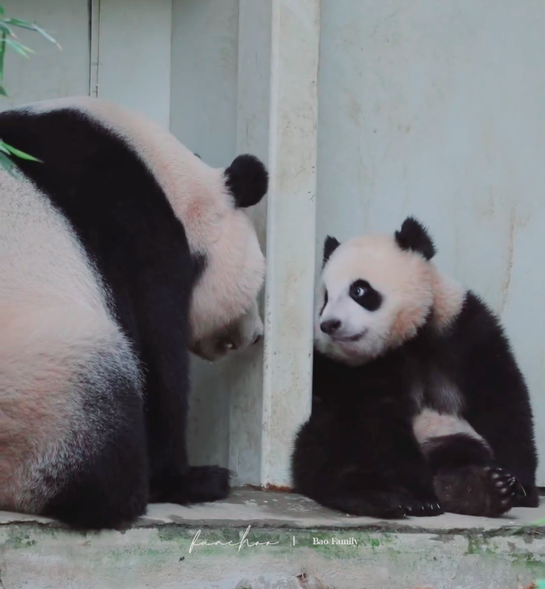 루이바오가 흰자가 많이 보이는 이유 | 인스티즈