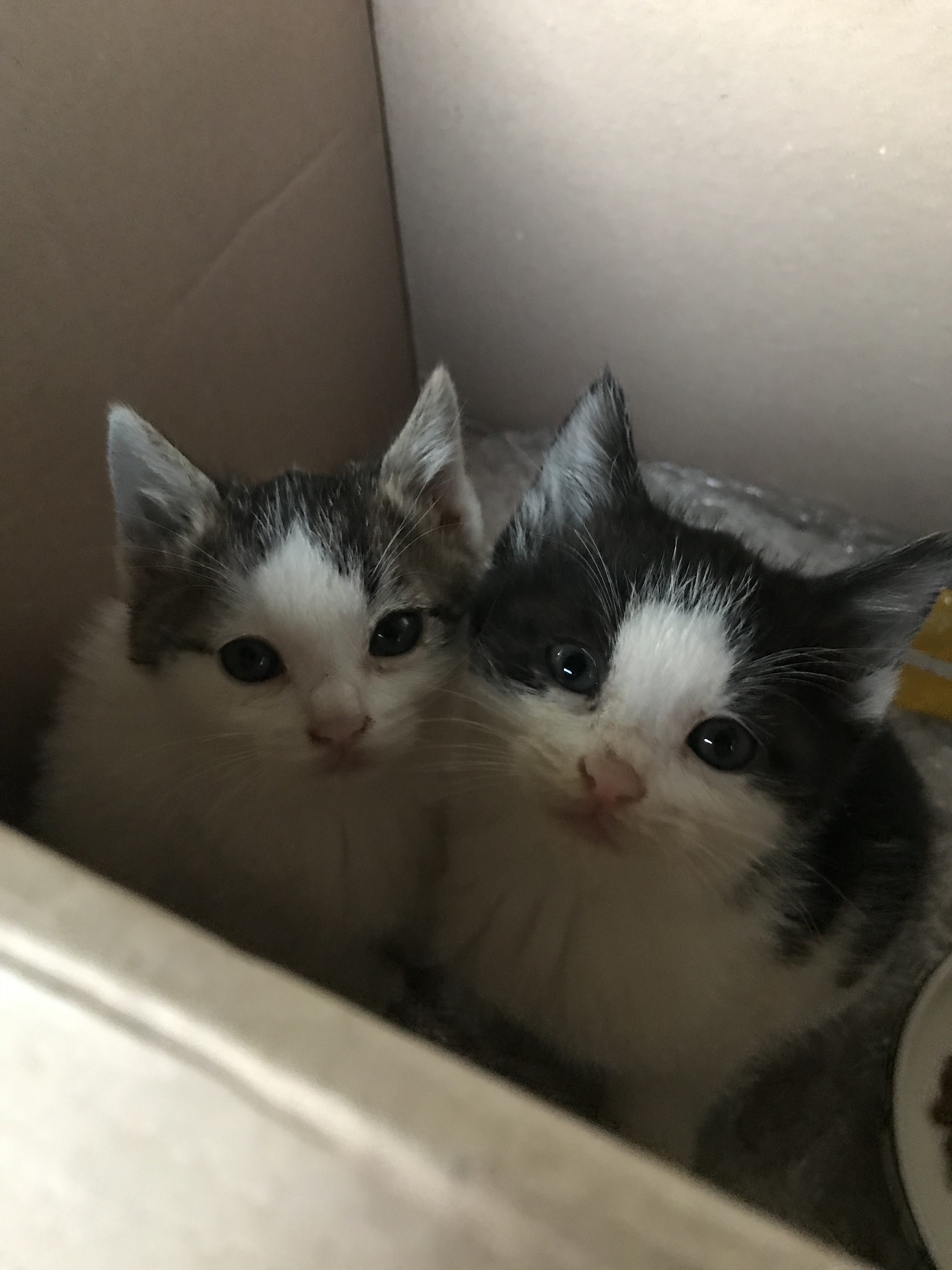 오늘 외갓집에 온 아기 고얭이들 좀 봐..너무 예쁘고 사랑스럽다 | 인스티즈