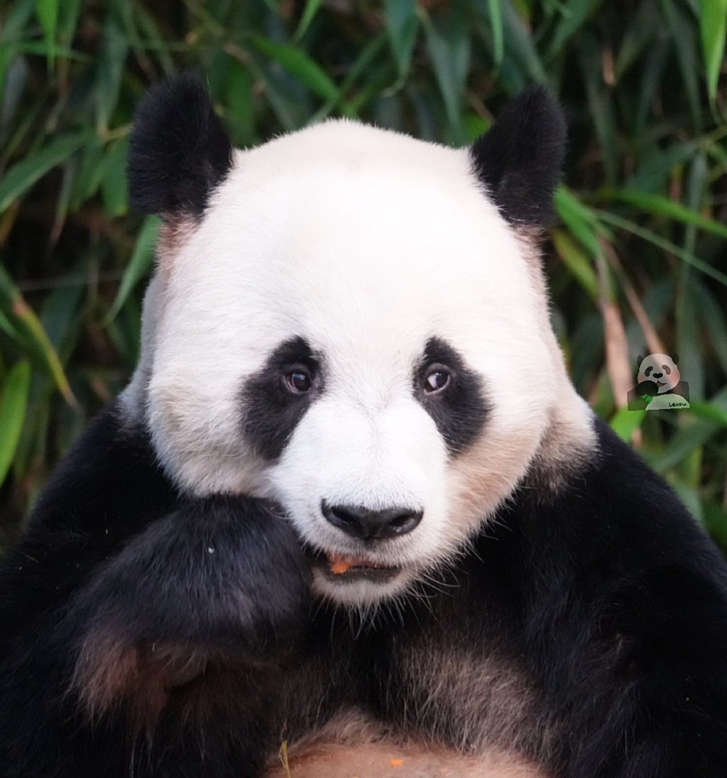 루이바오가 흰자가 많이 보이는 이유 | 인스티즈