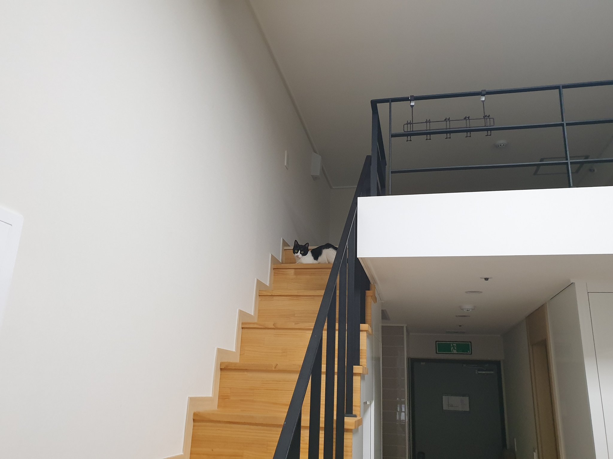 사람 살기 제일 별로라는 복층 오피스텔이 고양이들에게는 초대형 캣타워가 됨 | 인스티즈