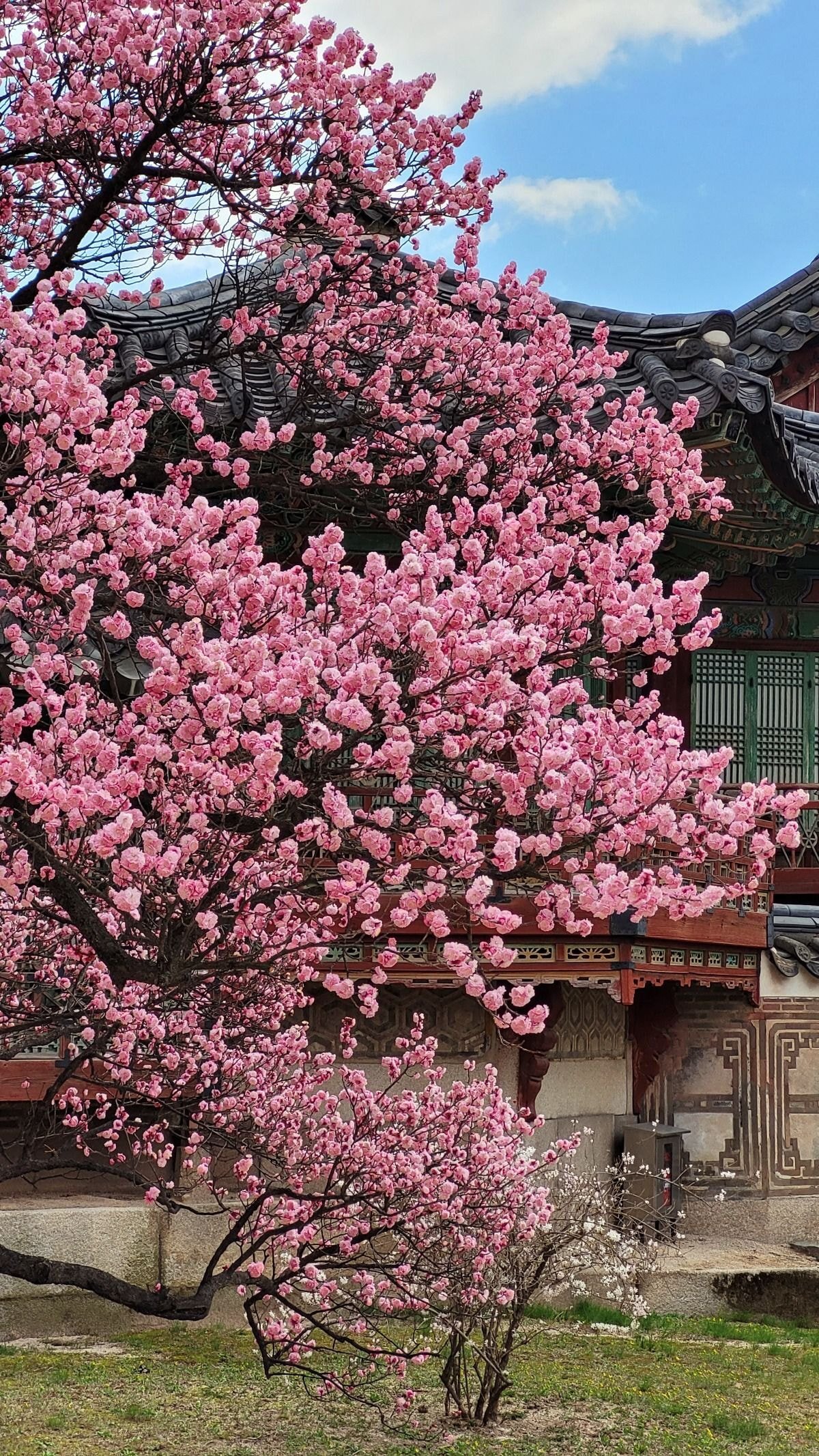 창덕궁 홍매화 | 인스티즈