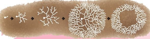 자연에서 볼 수 있는 요정의 링 현상.jpg | 인스티즈