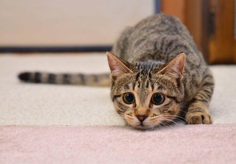 일반인의 지하 3m 하수도에 빠진 새끼고양이 구출기 | 인스티즈