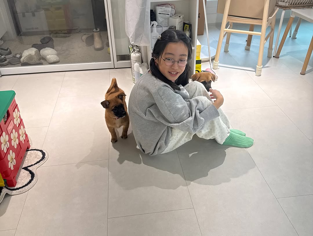 동물농장 똥개보필프로젝트에 참여중인 연예인과 임보 강아지들 | 인스티즈