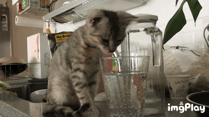 탄산수에 입을 대고 만 냥이 | 인스티즈