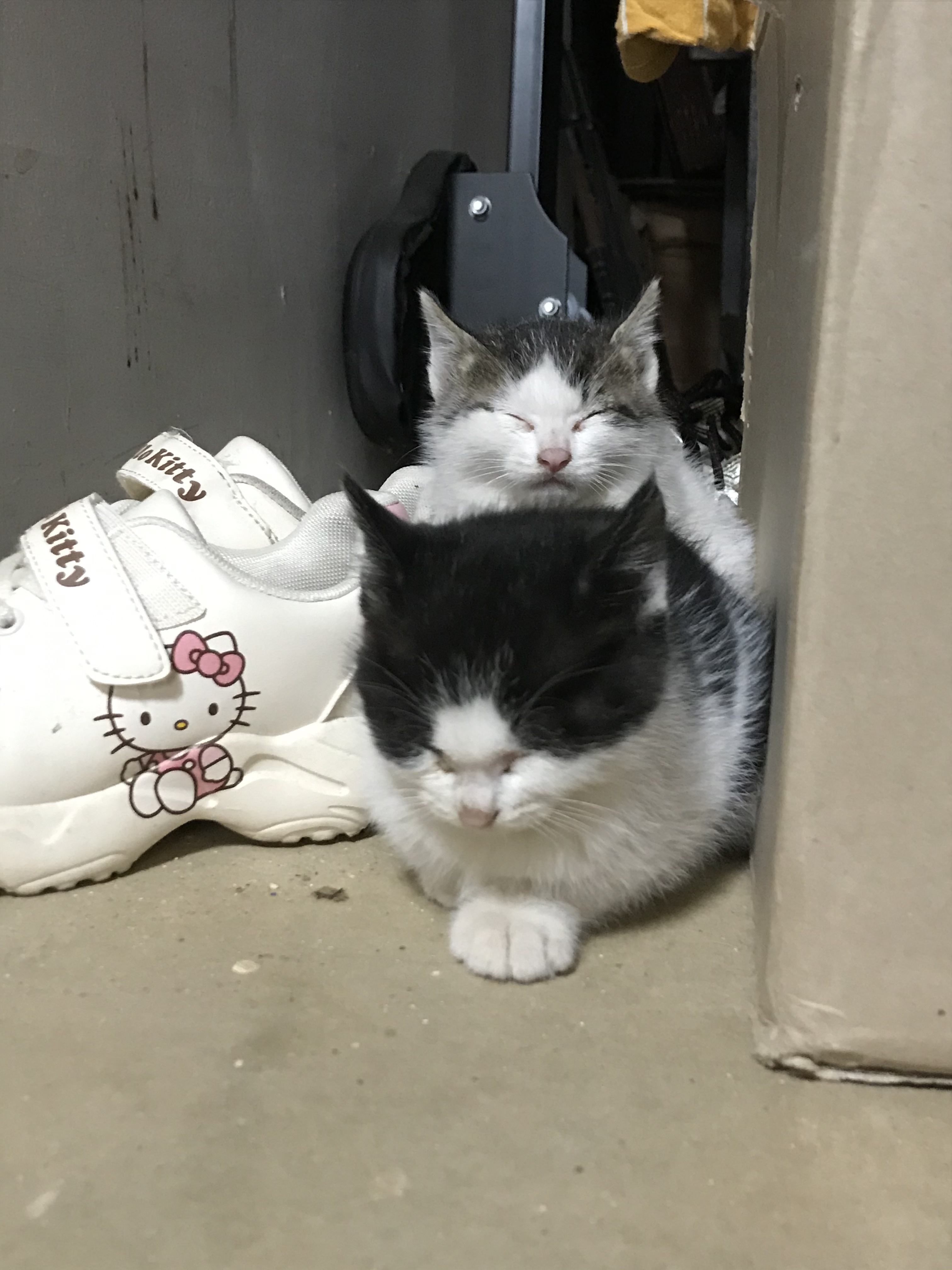 오늘 외갓집에 온 아기 고얭이들 좀 봐..너무 예쁘고 사랑스럽다 | 인스티즈