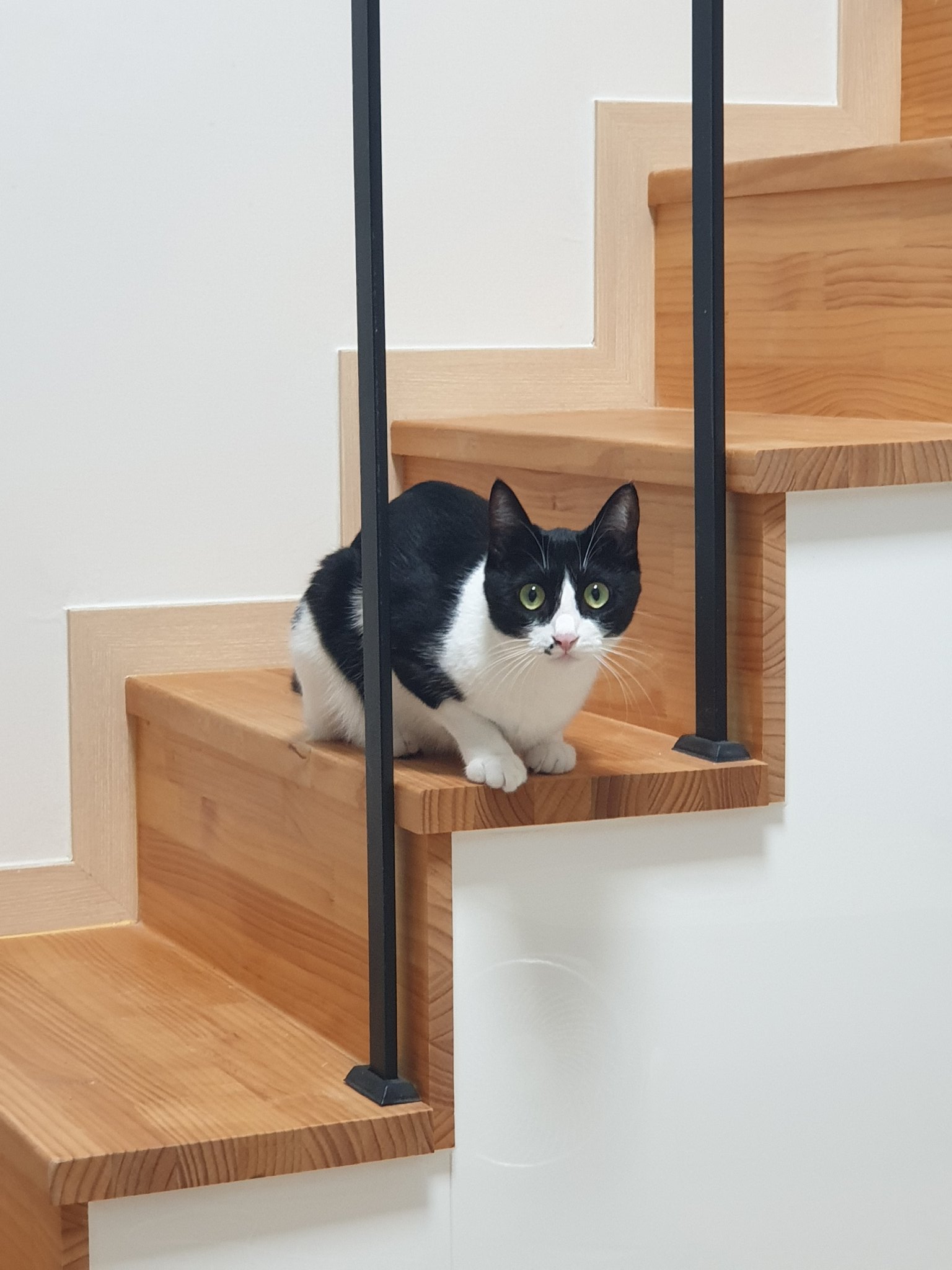 사람 살기 제일 별로라는 복층 오피스텔이 고양이들에게는 초대형 캣타워가 됨 | 인스티즈