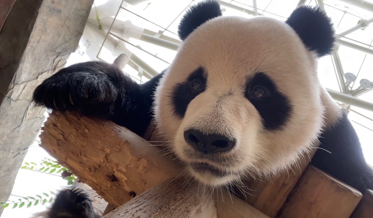 루이바오가 흰자가 많이 보이는 이유 | 인스티즈