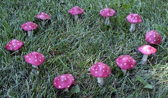 자연에서 볼 수 있는 요정의 링 현상.jpg | 인스티즈