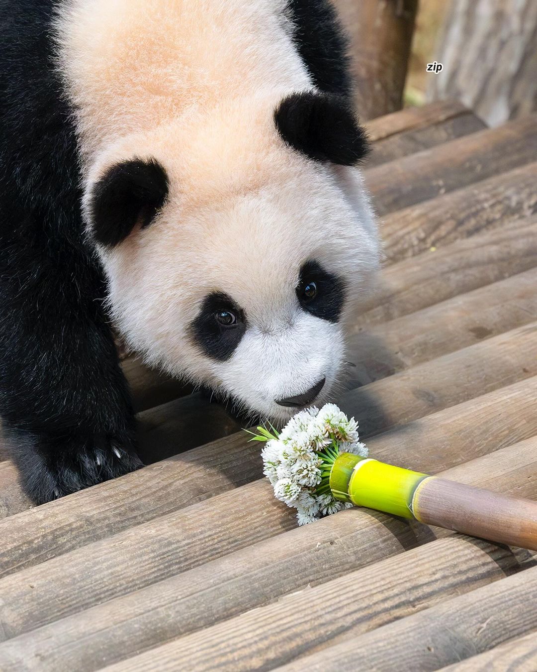 루이바오가 흰자가 많이 보이는 이유 | 인스티즈