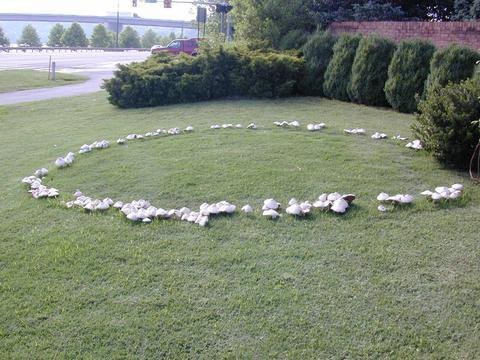 자연에서 볼 수 있는 요정의 링 현상.jpg | 인스티즈