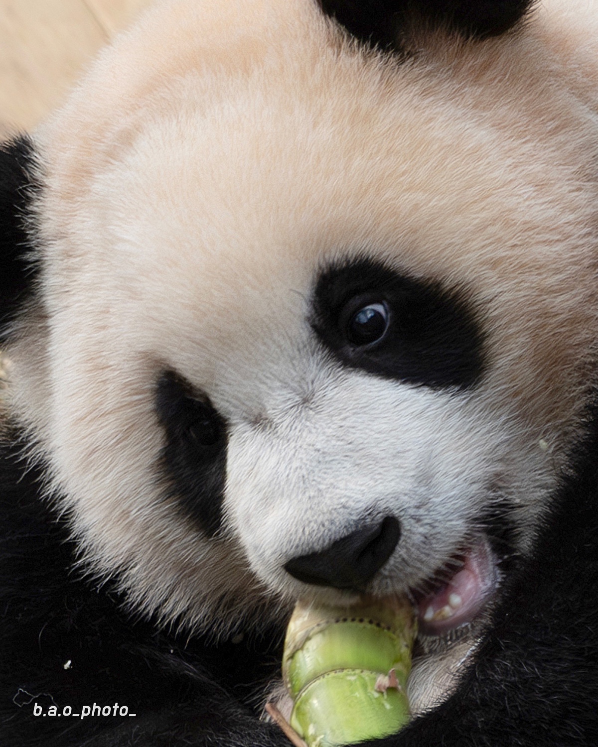 루이바오가 흰자가 많이 보이는 이유 | 인스티즈