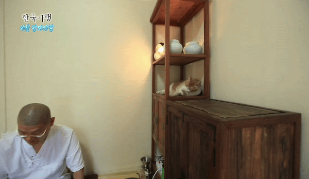 한국기행보는데 고양이가 귀여움 | 인스티즈