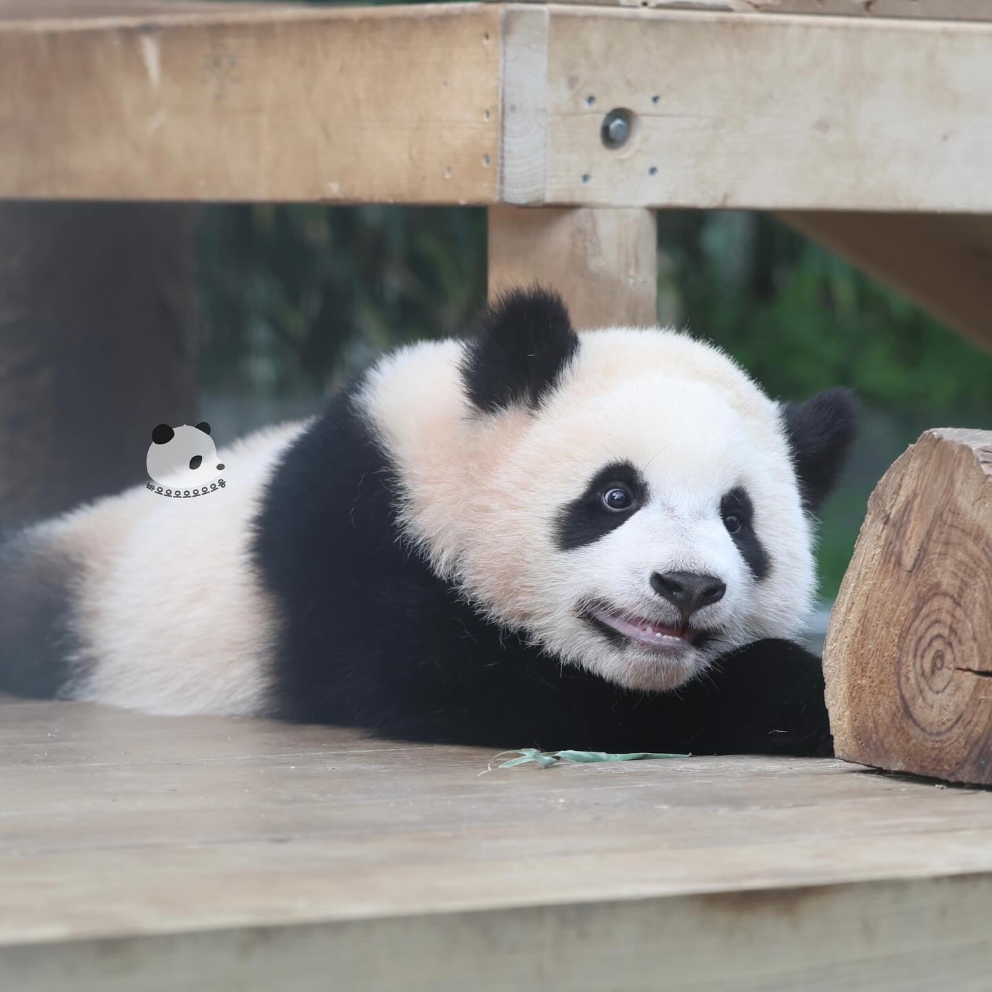 루이바오가 흰자가 많이 보이는 이유 | 인스티즈