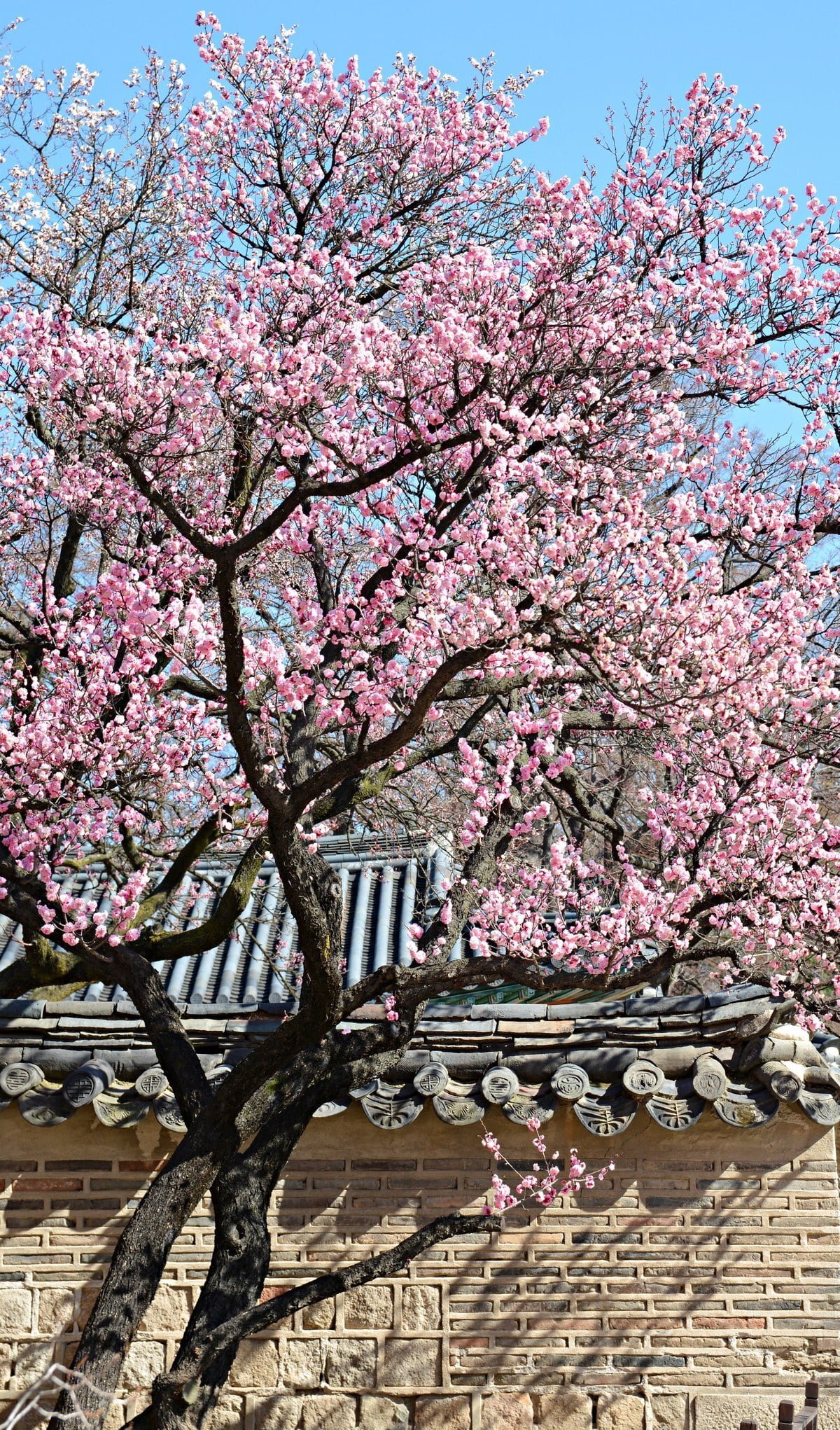 창덕궁 홍매화 | 인스티즈