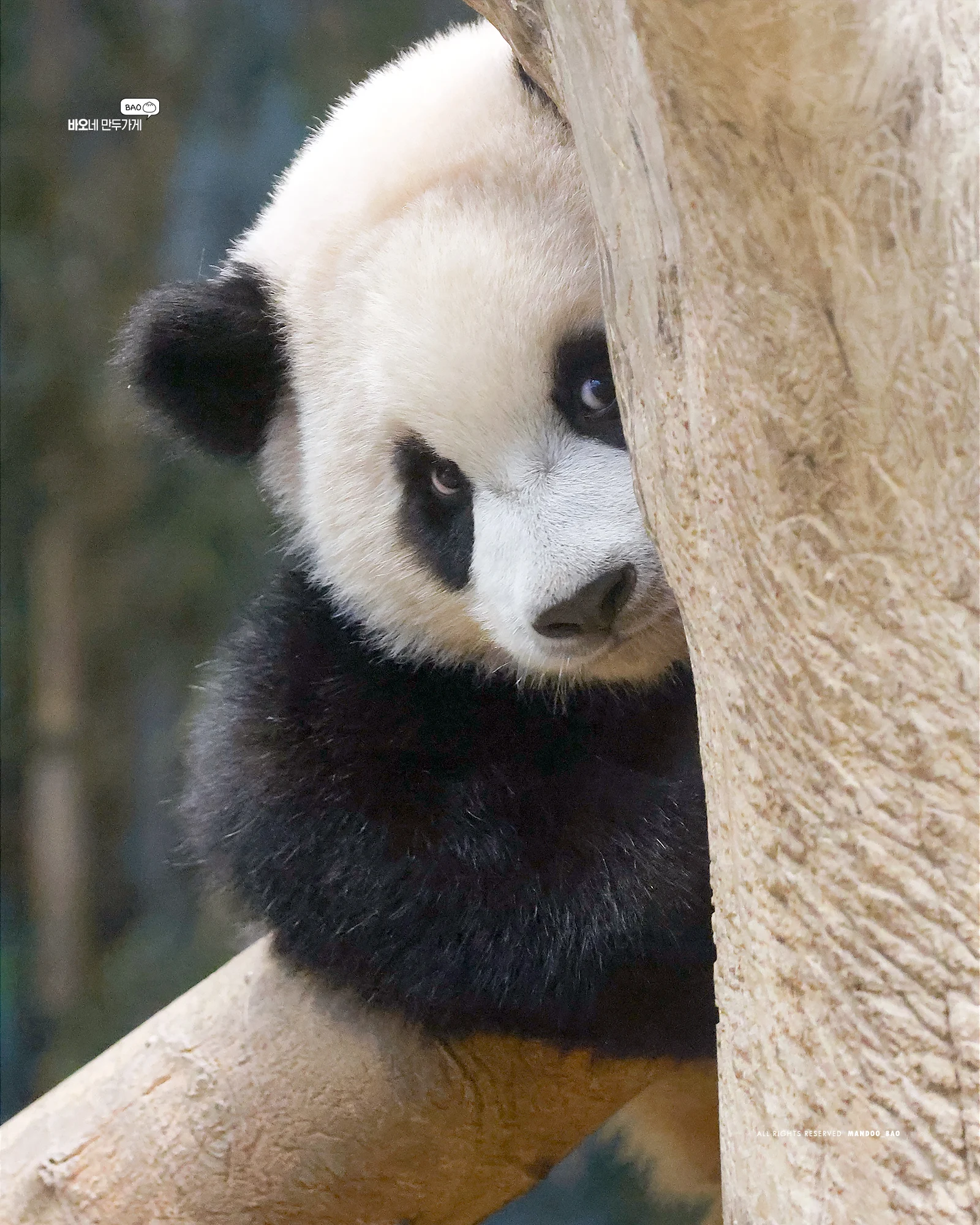 루이바오가 흰자가 많이 보이는 이유 | 인스티즈