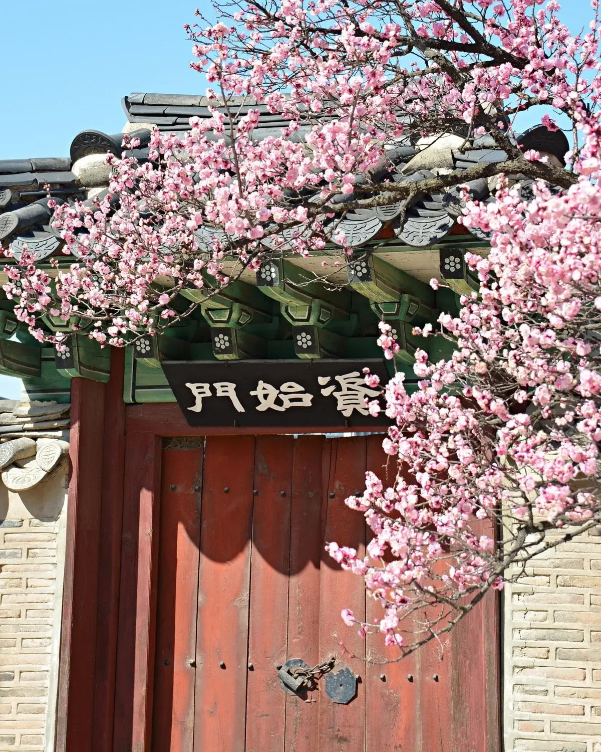 창덕궁 홍매화 | 인스티즈