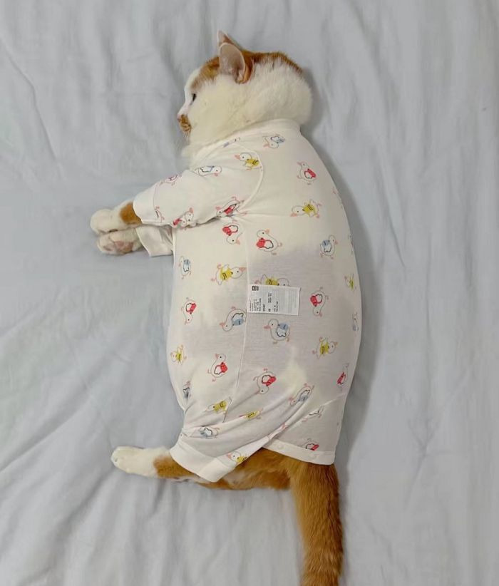 아기 옷 버리기 아까워 고양이 입혔는데 | 인스티즈