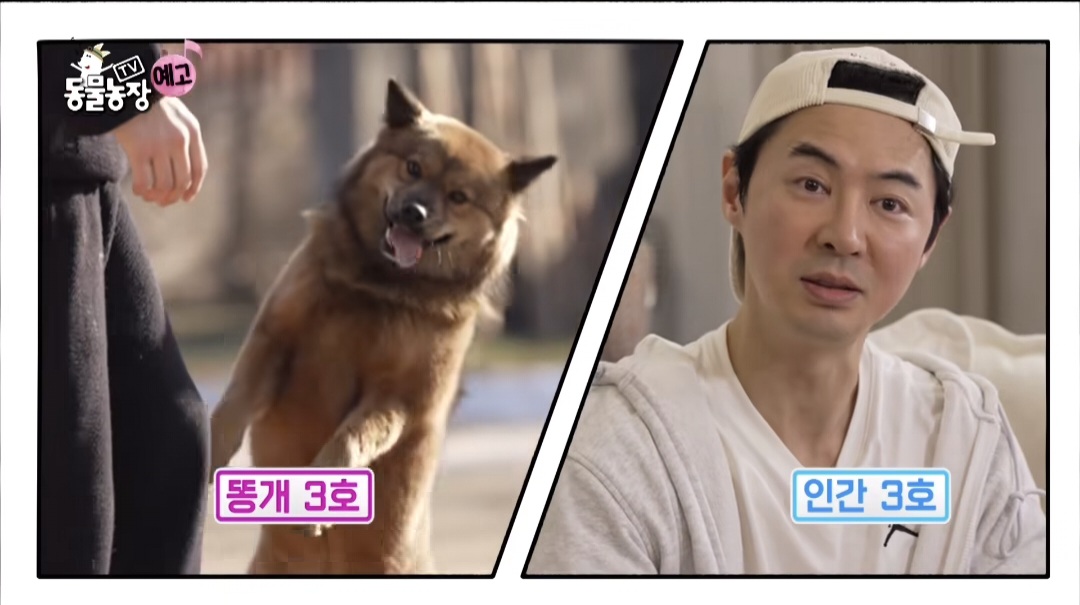 동물농장 똥개보필프로젝트에 참여중인 연예인과 임보 강아지들 | 인스티즈