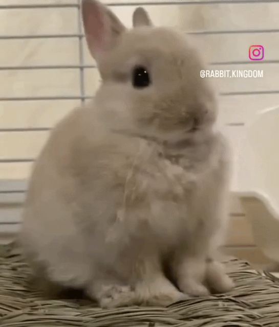 토끼 식빵 | 인스티즈