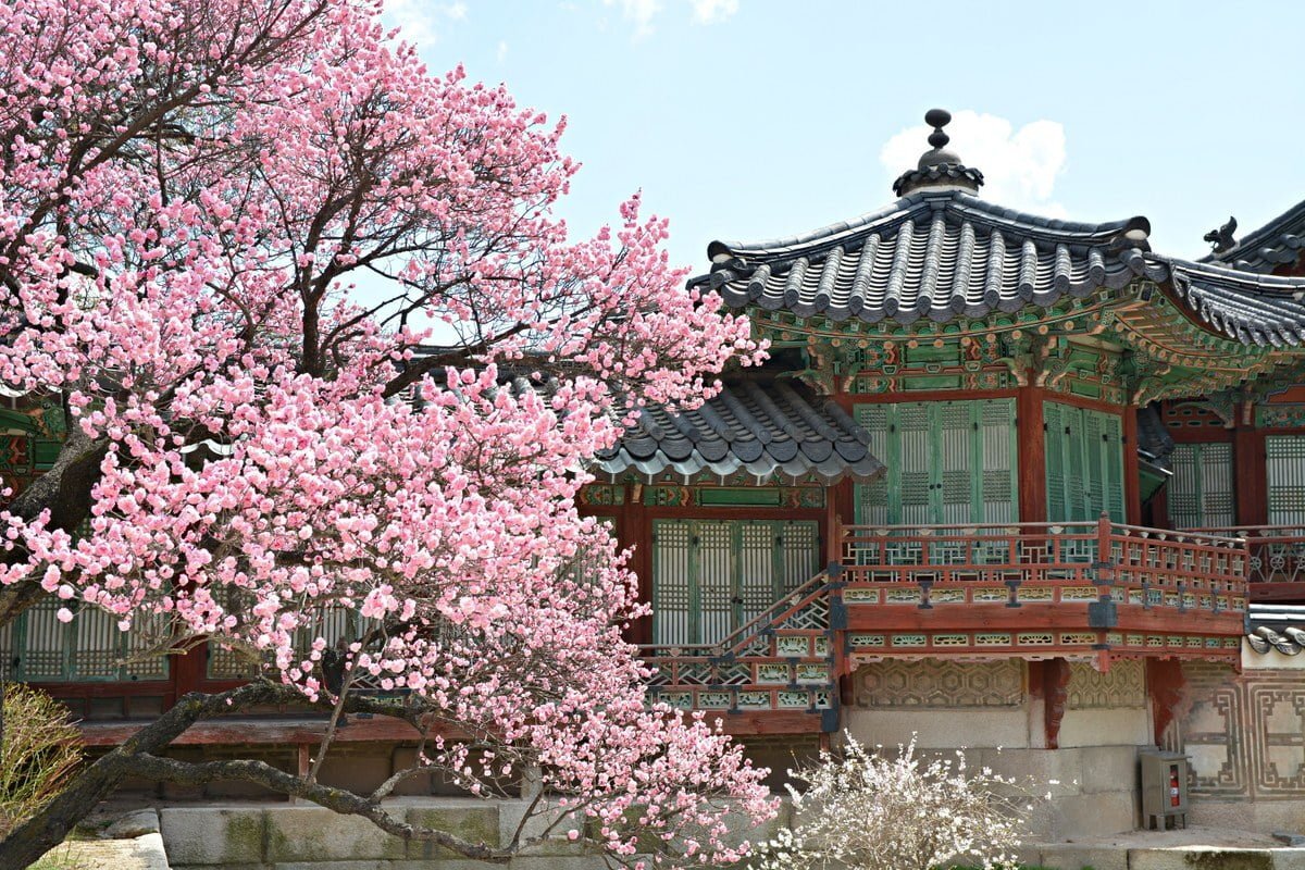 창덕궁 홍매화 | 인스티즈