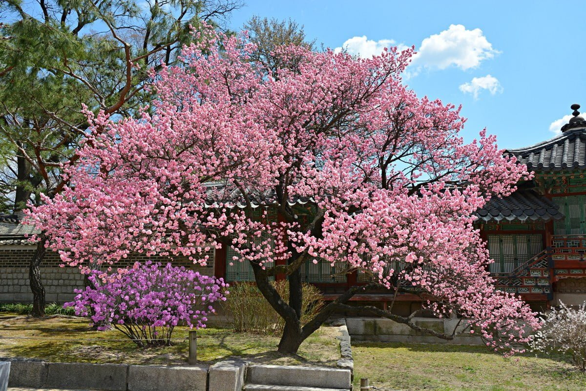 창덕궁 홍매화 | 인스티즈