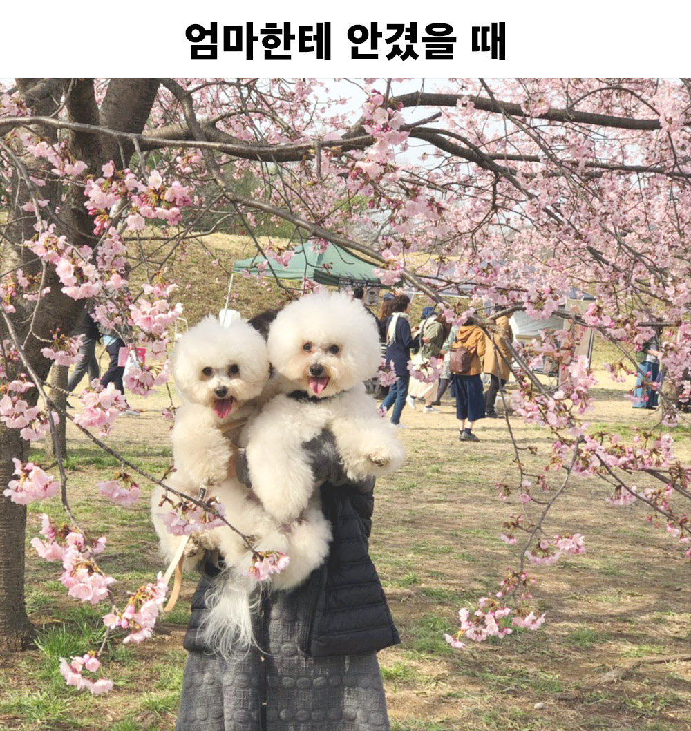  엄마가 안았을 때와 아빠가 안았을 때의 차이.jpg