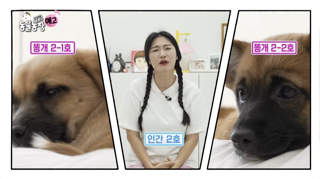 동물농장 똥개보필프로젝트에 참여중인 연예인과 임보 강아지들 | 인스티즈