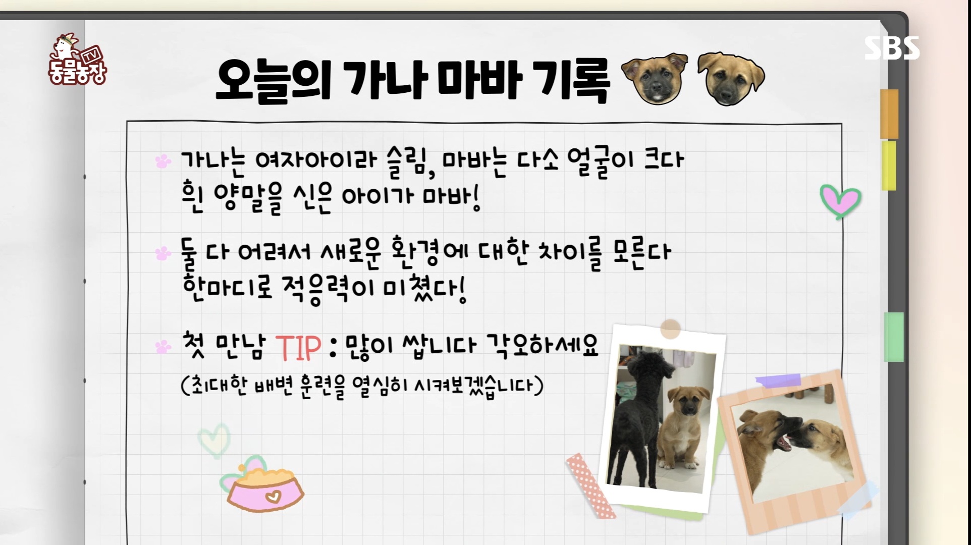 동물농장 똥개보필프로젝트에 참여중인 연예인과 임보 강아지들 | 인스티즈