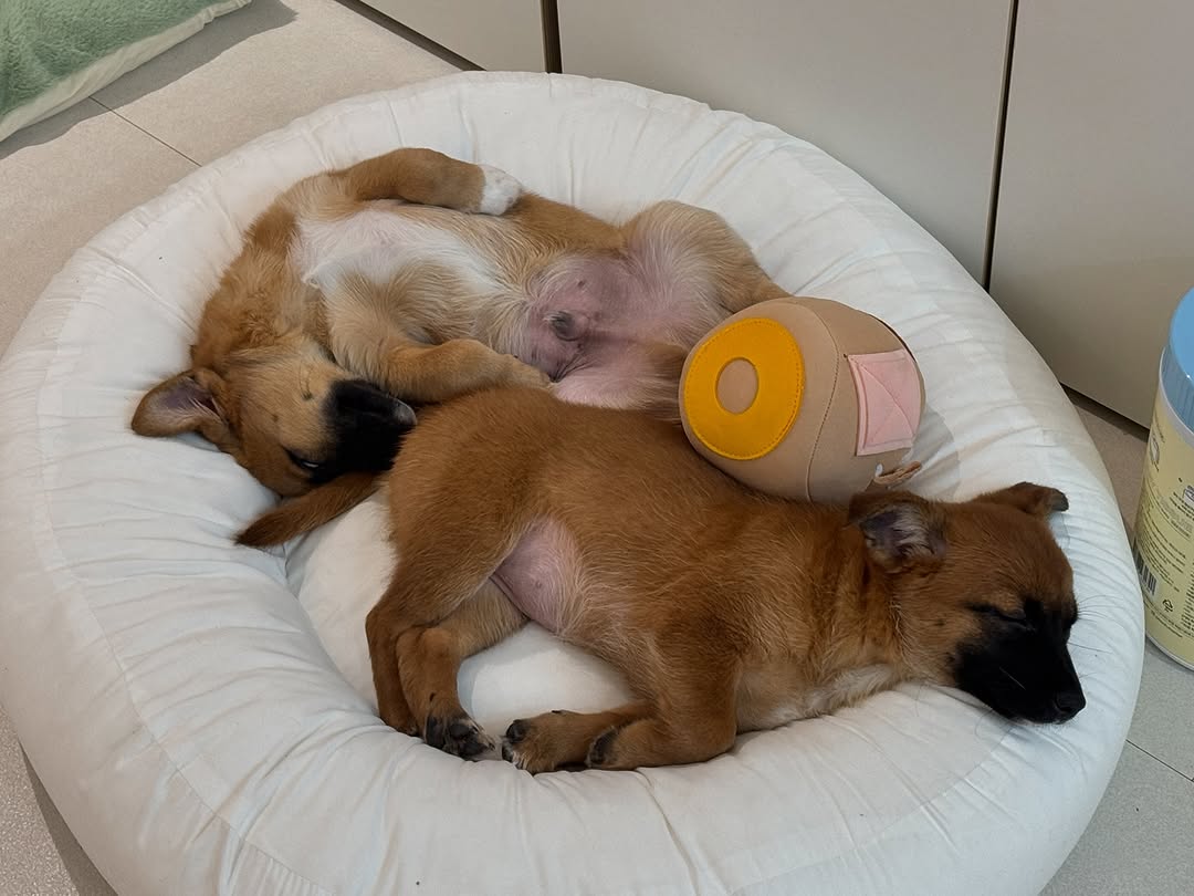 동물농장 똥개보필프로젝트에 참여중인 연예인과 임보 강아지들 | 인스티즈