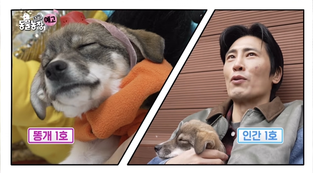 동물농장 똥개보필프로젝트에 참여중인 연예인과 임보 강아지들 | 인스티즈