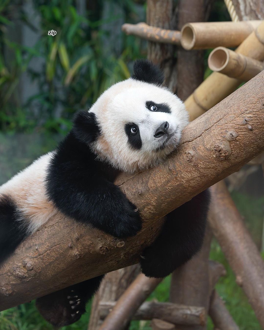 루이바오가 흰자가 많이 보이는 이유 | 인스티즈