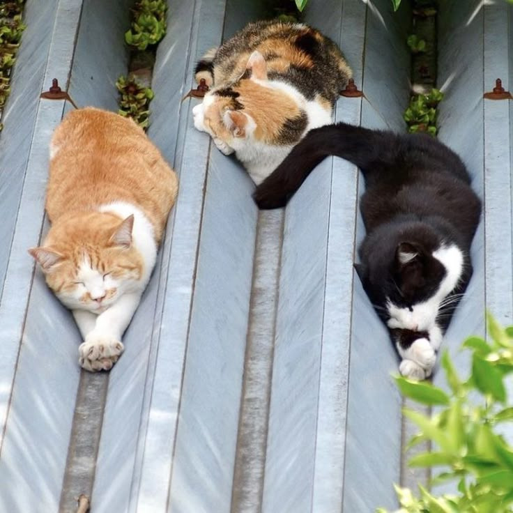 서울시 길고양이 급식소 및 잠자리 제도화 제안! 고양이를 사랑하는분들 공감 부탁드립니다! | 인스티즈
