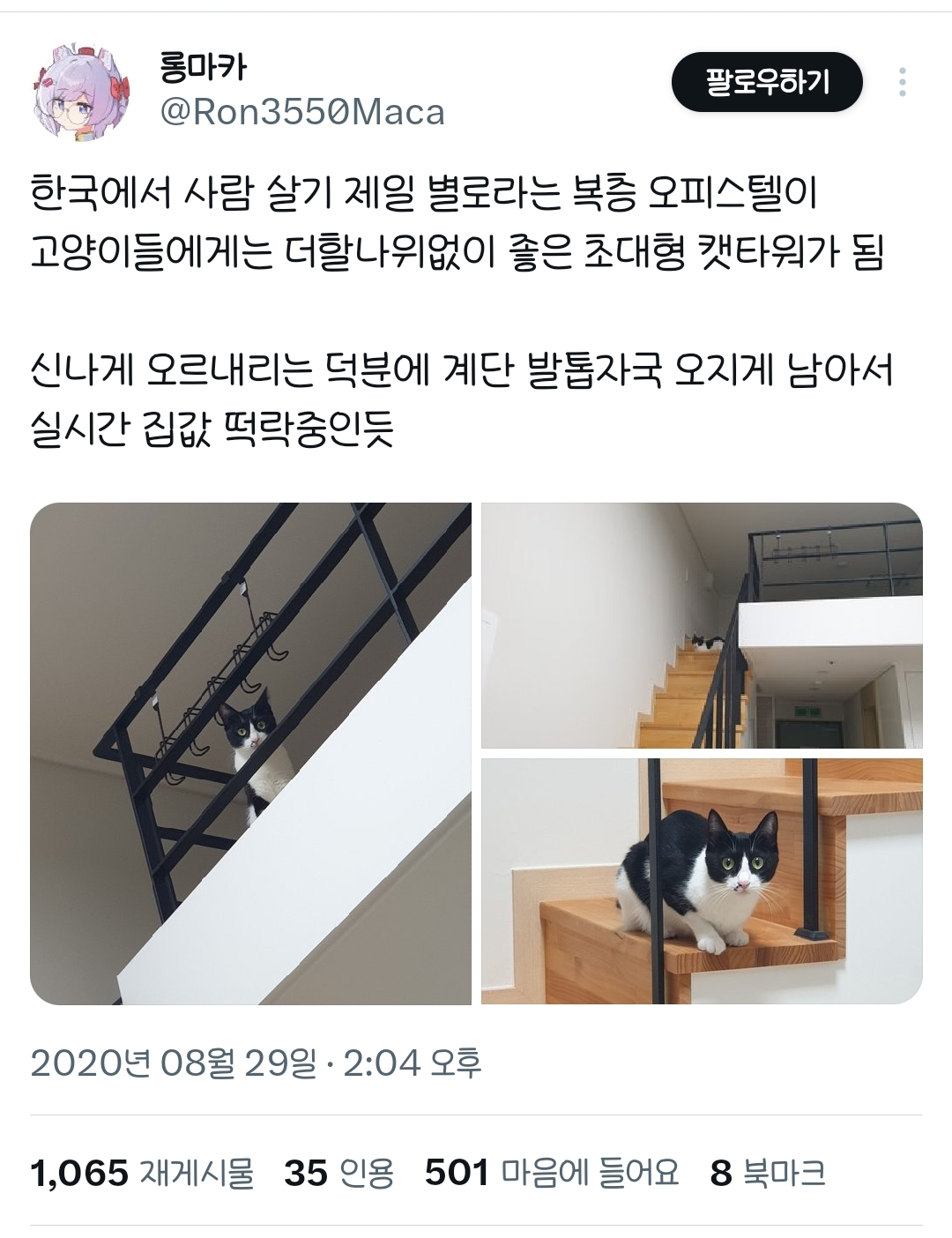사람 살기 제일 별로라는 복층 오피스텔이 고양이들에게는 초대형 캣타워가 됨 | 인스티즈