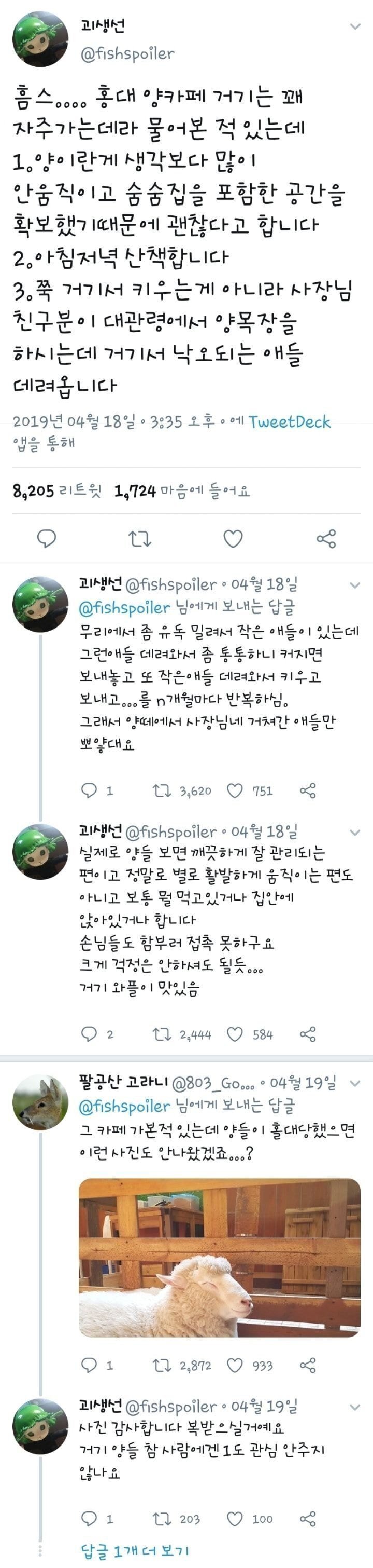 분양받은 양이 점점 뽀송해진다는 홍대 양카페 | 인스티즈