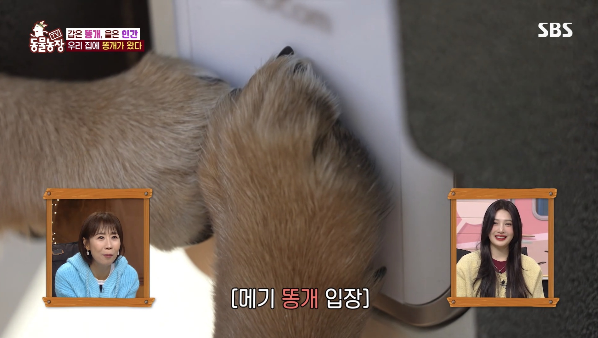 동물농장 똥개보필프로젝트에 참여중인 연예인과 임보 강아지들 | 인스티즈