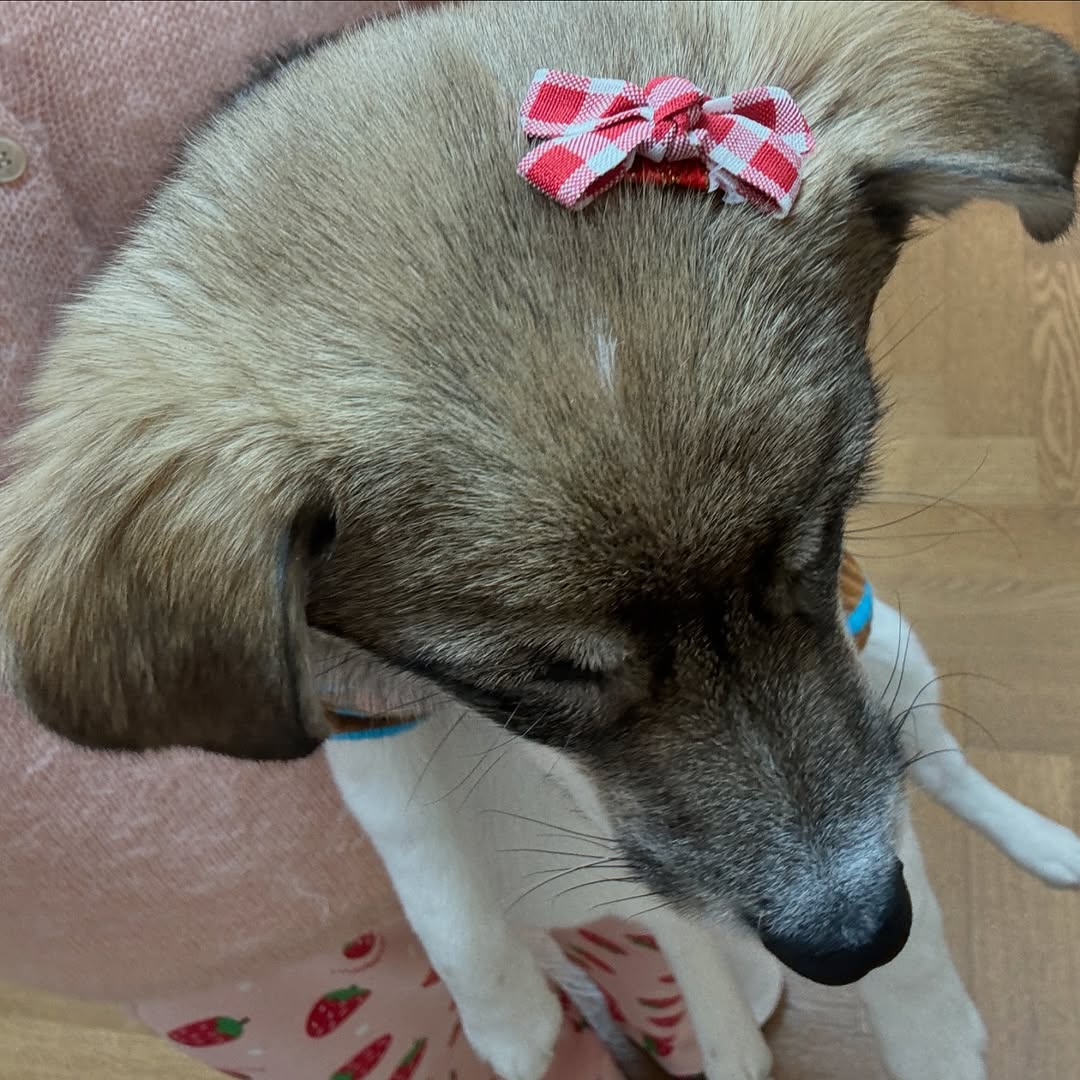 동물농장 똥개보필프로젝트에 참여중인 연예인과 임보 강아지들 | 인스티즈