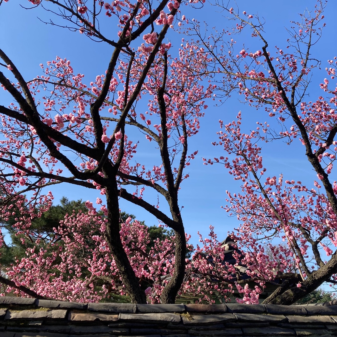 창덕궁 홍매화 | 인스티즈